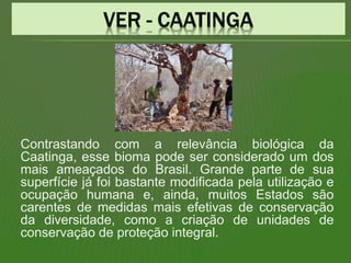 Contrastando com a relevância biológica da
Caatinga, esse bioma pode ser considerado um dos
mais ameaçados do Brasil. Grande parte de sua
superfície já foi bastante modificada pela utilização e
ocupação humana e, ainda, muitos Estados são
carentes de medidas mais efetivas de conservação
da diversidade, como a criação de unidades de
conservação de proteção integral.
 