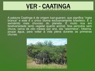 A palavra Caatinga é de origem tupi-guarani, que significa “mata
branca” e este é o único bioma exclusivamente brasileiro. É o
semiárido mais chuvoso do planeta. É muito rica em
biodiversidade tanto vegetal quanto animal. Nos períodos sem
chuva, cerca de oito meses por ano, ela “adormece”, hiberna,
poupa água, para voltar à vida plena durante as primeiras
chuvas.
 