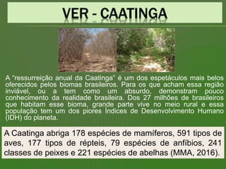 A “ressurreição anual da Caatinga” é um dos espetáculos mais belos
oferecidos pelos biomas brasileiros. Para os que acham essa região
inviável, ou a tem como um absurdo, demonstram pouco
conhecimento da realidade brasileira. Dos 27 milhões de brasileiros
que habitam esse bioma, grande parte vive no meio rural e essa
população tem um dos piores Índices de Desenvolvimento Humano
(IDH) do planeta.
A Caatinga abriga 178 espécies de mamíferos, 591 tipos de
aves, 177 tipos de répteis, 79 espécies de anfíbios, 241
classes de peixes e 221 espécies de abelhas (MMA, 2016).
 