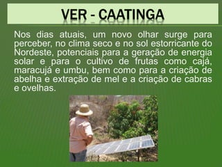 Nos dias atuais, um novo olhar surge para
perceber, no clima seco e no sol estorricante do
Nordeste, potenciais para a geração de energia
solar e para o cultivo de frutas como cajá,
maracujá e umbu, bem como para a criação de
abelha e extração de mel e a criação de cabras
e ovelhas.
 