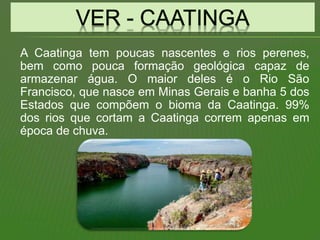 A Caatinga tem poucas nascentes e rios perenes,
bem como pouca formação geológica capaz de
armazenar água. O maior deles é o Rio São
Francisco, que nasce em Minas Gerais e banha 5 dos
Estados que compõem o bioma da Caatinga. 99%
dos rios que cortam a Caatinga correm apenas em
época de chuva.
 