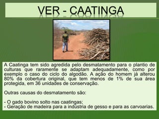 A Caatinga tem sido agredida pelo desmatamento para o plantio de
culturas que raramente se adaptam adequadamente, como por
exemplo o caso do ciclo do algodão. A ação do homem já alterou
80% da cobertura original, que tem menos de 1% de sua área
protegida, em 36 unidades de conservação.
Outras causas do desmatamento são:
- O gado bovino solto nas caatingas;
- Geração de madeira para a indústria de gesso e para as carvoarias.
 