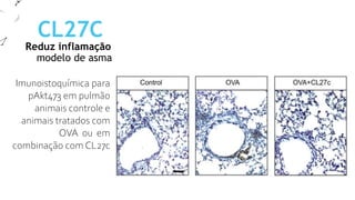 Reduz inflamação
CL27C
modelo de asma
Imunoistoquímica para
pAkt473 em pulmão
animais controle e
animais tratados com
OVA ou em
combinação com CL27c
 