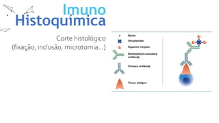 Imuno
Histoquímica
Corte histológico
(fixação, inclusão, microtomia...)
 
