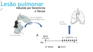 Lesão pulmonar
Induzida por bleomicina
e fibrose
8 a 10 semanas
2 ou 3,75 mg/kg de
Sulfato de Bleomicina
21
22º dia
Eutanásia
 