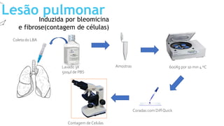 Lesão pulmonar
Induzida por bleomicina
e fibrose(contagem de células)
Coleta do LBA
Lavado 3X
500µl de PBS
600Xg por 10 min 4 ºC
Amostras
Coradas com Diff Quick
Contagem de Celulas
 