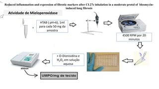Reduced inflammation and expression of fibrotic markers after CL27c inhalation in a moderate protol of bleomycin-
induced lung fibrosis
HTAB ( pH=6), 1ml
para cada 50 mg da
amostra
+
+ O-Dionisidina e
H2O2 em solução
aquosa
4500 RPM por 20
minutos
Atividade de Mieloperoxidase
 