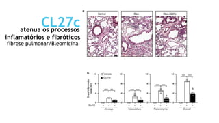 CL27c
atenua os processos
inflamatórios e fibróticos
fibrose pulmonar/Bleomicina
 