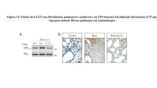 Figura 13: Efeitos do CL27c nos fibroblastos pulmonares saudáveis ​​e na FPI humana Foi utilizada bleomicina (3,75 mg
/ kg) para induzir fibrose pulmonar em camundongos
 