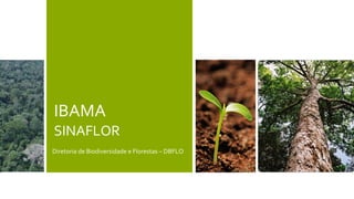 IBAMA
SINAFLOR
Diretoria de Biodiversidade e Florestas – DBFLO
 