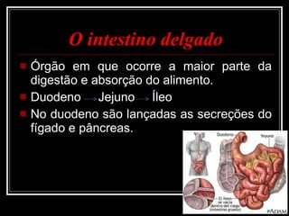 O intestino delgado Órgão em que ocorre a maior parte da digestão e absorção do alimento. Duodeno  Jejuno  Íleo No duodeno são lançadas as secreções do fígado e pâncreas. 