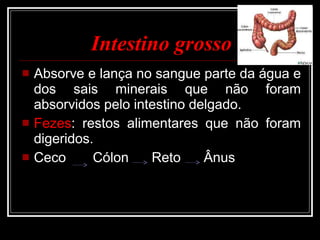 Intestino grosso Absorve e lança no sangue parte da água e dos sais minerais que não foram absorvidos pelo intestino delgado. Fezes : restos alimentares que não foram digeridos. Ceco  Cólon  Reto  Ânus 