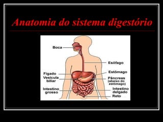 Anatomia do sistema digestório 
