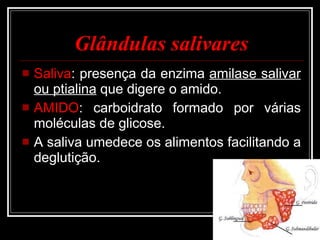 Glândulas salivares Saliva : presença da enzima  amilase salivar ou ptialina  que digere o amido. AMIDO : carboidrato formado por várias moléculas de glicose. A saliva umedece os alimentos facilitando a deglutição. 