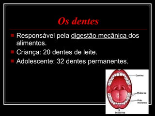 Os dentes Responsável pela  digestão mecânica  dos alimentos. Criança: 20 dentes de leite. Adolescente: 32 dentes permanentes. 