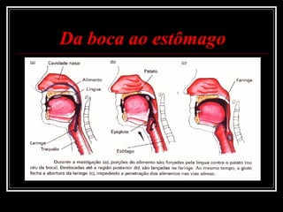 Da boca ao estômago 