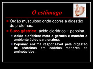 O estômago Órgão musculoso onde ocorre a digestão de proteínas. Suco gástrico :  ácido clorídrico + pepsina. Ácido clorídrico: mata o germes e mantém o ambiente ácido para enzima. Pepsina: enzima responsável pela digestão de proteínas em cadeias menores de aminoácidos. 