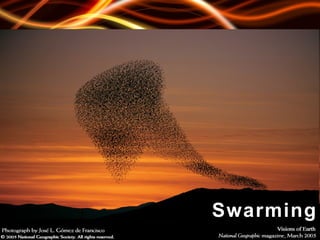 S   w   a   r   m   i   n   g 