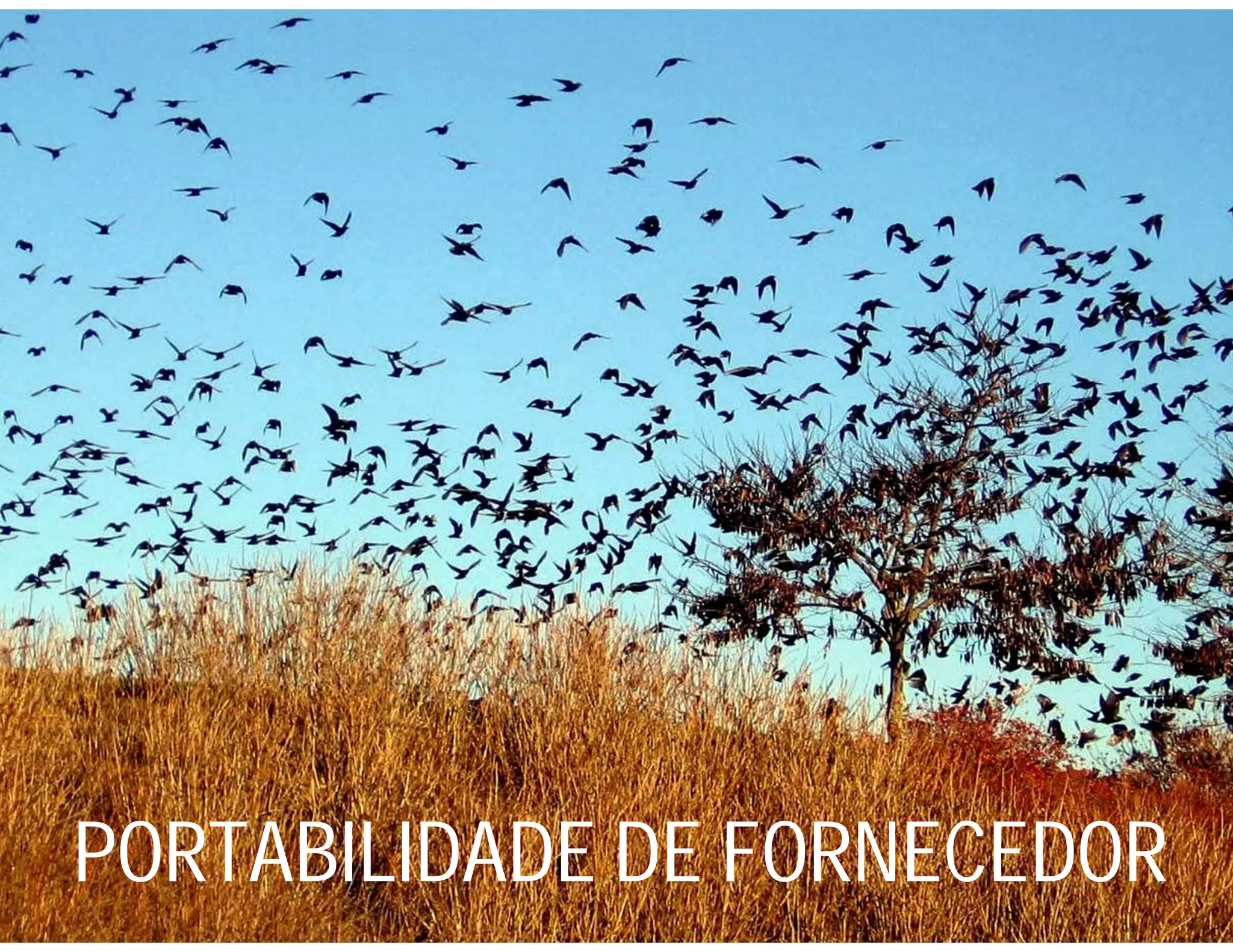 PORTABILIDADE DE FORNECEDOR
 