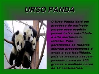 URSO PANDAURSO PANDA
O Urso Panda está em
processo de extinção
porque essa espécie
possui baixa natalidade
e alta mortalidade
infantil. Pois
geralmente os filhotes
morrem precocemente d
evido a sua fragilidade,
pois os mesmos nascem
pesando cerca de 100
gramas e medindo cerca
de 10 centímetros.
 