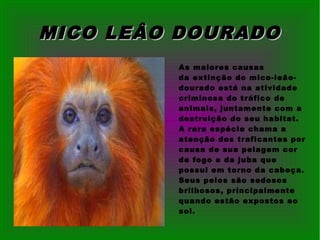 MICO LEÂO DOURADOMICO LEÂO DOURADO
As maiores causas
da extinção do mico-leão-
dourado está na atividade
criminosa do tráfico de
animais, juntamente com a
destruição do seu habitat.
A rara espécie chama a
atenção dos traficantes por
causa de sua pelagem cor
de fogo e da juba que
possui em torno da cabeça.
Seus pelos são sedosos
brilhosos, principalmente
quando estão expostos ao
sol.
 