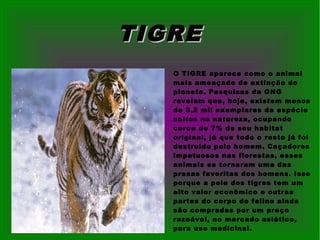 TIGRETIGRE
O TIGRE aparece como o animal
mais ameaçado de extinção do
planeta. Pesquisas da ONG
revelam que, hoje, existem menos
de 3,2 mil exemplares da espécie
soltos na natureza, ocupando
cerca de 7% de seu habitat
original, já que todo o resto já foi
destruído pelo homem. Caçadores
impetuosos nas florestas, esses
animais se tornaram uma das
presas favoritas dos homens. Isso
porque a pele dos tigres tem um
alto valor econômico e outras
partes do corpo do felino ainda
são compradas por um preço
razoável, no mercado asiático,
para uso medicinal.
 