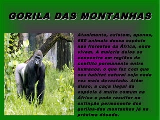 GORILA DAS MONTANHASGORILA DAS MONTANHAS
Atualmente, existem, apenas,
680 animais dessa espécie
nas florestas da África, onde
vivem. A maioria deles se
concentra em regiões de
conflito permanente entre
humanos, o que faz com que
seu habitat natural seja cada
vez mais devastado. Além
disso, a caça ilegal da
espécie é muito comum na
África e pode resultar na
extinção permanente dos
gorilas-das montanhas já na
próxima década.
 