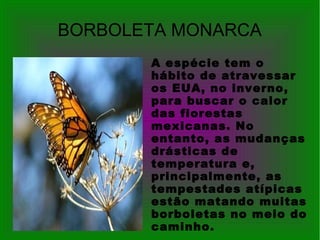 BORBOLETA MONARCA
A espécie tem o
hábito de atravessar
os EUA, no inverno,
para buscar o calor
das florestas
mexicanas. No
entanto, as mudanças
drásticas de
temperatura e,
principalmente, as
tempestades atípicas
estão matando muitas
borboletas no meio do
caminho.
 