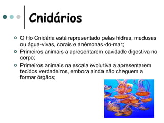 Cnidários O filo Cnidária está representado pelas hidras, medusas ou água-vivas, corais e anêmonas-do-mar; Primeiros animais a apresentarem cavidade digestiva no corpo; Primeiros animais na escala evolutiva a apresentarem tecidos verdadeiros, embora ainda não cheguem a formar órgãos; 
