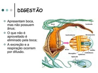 DIGESTÃO Apresentam boca, mas não possuem ânus; O que não é aproveitado é eliminado pela boca; A excreção e a respiração ocorrem por difusão.  