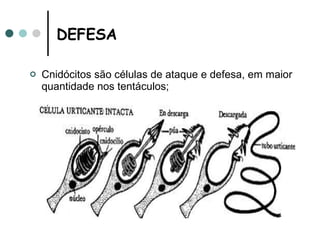 DEFESA Cnidócitos são células de ataque e defesa, em maior quantidade nos tentáculos; 