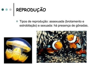REPRODUÇÃO  Tipos de reprodução: assexuada (brotamento e estrobilação) e sexuada: há presença de gônadas.   