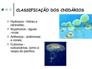 CLASSIFICAÇÃO DOS CNIDÁRIOS   Hydrozoa - hidras e caravelas; Scyphozoa - águas -vivas Anthozoa - anêmonas e corais;  Cubozoa - cubozoárioa, como a vespa do pacífico. 