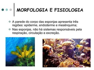 MORFOLOGIA E FISIOLOGIA A parede do corpo das esponjas apresenta três regiões: epiderme, endoderme e mesênquima; Nas esponjas, não há sistemas responsáveis pela respiração, circulação e excreção. 