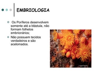 EMBRIOLOGIA   Os Poríferos desenvolvem somente até a blástula, não formam folhetos embrionários; Não possuem tecidos verdadeiros e são acelomados. 