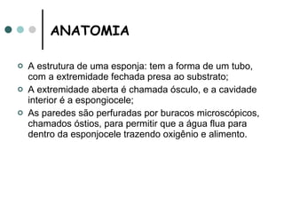 ANATOMIA   A estrutura de uma esponja: tem a forma de um tubo, com a extremidade fechada presa ao substrato; A extremidade aberta é chamada ósculo, e a cavidade interior é a espongiocele; As paredes são perfuradas por buracos microscópicos, chamados óstios, para permitir que a água flua para dentro da esponjocele trazendo oxigênio e alimento. 