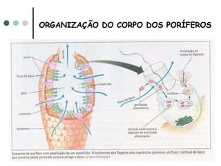 ORGANIZAÇÃO DO CORPO DOS PORÍFEROS   