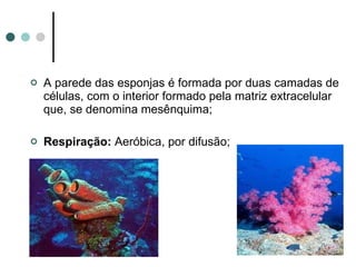 A parede das esponjas é formada por duas camadas de células, com o interior formado pela matriz extracelular que, se denomina mesênquima; Respiração:  Aeróbica, por difusão; 