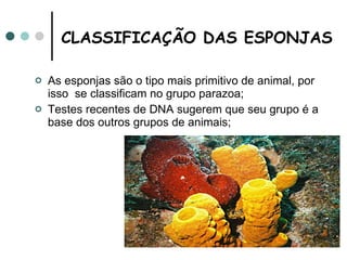 CLASSIFICAÇÃO DAS ESPONJAS   As esponjas são o tipo mais primitivo de animal, por isso  se classificam no grupo parazoa; Testes recentes de DNA sugerem que seu grupo é a base dos outros grupos de animais; 