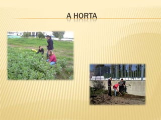 A Horta