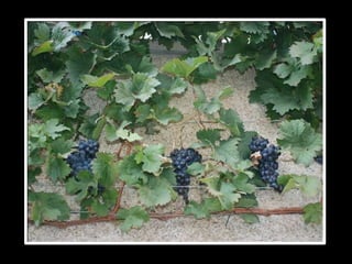 Repérage Aldeias Vinhateiras