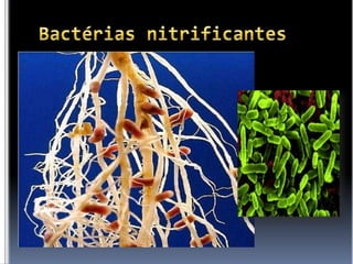Bactérias nitrificantes