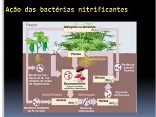 Ação das bactérias nitrificantes