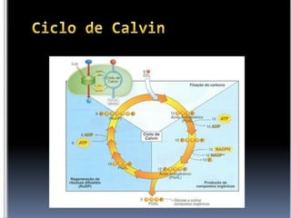 Ciclo de Calvin