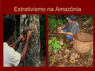 Extrativismo na Amazônia 