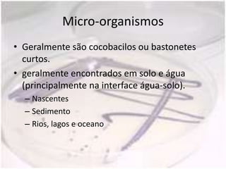Micro-organismos
• Geralmente são cocobacilos ou bastonetes
  curtos.
• geralmente encontrados em solo e água
  (principalmente na interface água-solo).
  – Nascentes
  – Sedimento
  – Rios, lagos e oceano
 