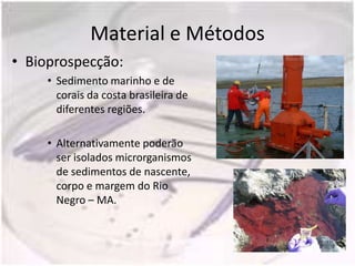 Material e Métodos
• Bioprospecção:
     • Sedimento marinho e de
       corais da costa brasileira de
       diferentes regiões.

     • Alternativamente poderão
       ser isolados microrganismos
       de sedimentos de nascente,
       corpo e margem do Rio
       Negro – MA.
 