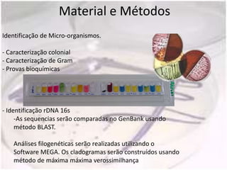Material e Métodos
Identificação de Micro-organismos.

- Caracterização colonial
- Caracterização de Gram
- Provas bioquímicas




- Identificação rDNA 16s
     -As sequencias serão comparadas no GenBank usando
     método BLAST.

    Análises filogenéticas serão realizadas utilizando o
    Software MEGA. Os cladogramas serão construídos usando
    método de máxima máxima verossimilhança
 