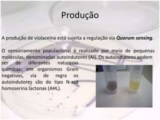 Produção

A produção de violaceina está sujeita a regulação via Quorum sensing.

O sensoriamento populacional é realizado por meio de pequenas
moléculas, denominadas autoindutores (AI). Os autoindutores podem
ser de diferentes naturezas
químicas: em organismos Gram
negativos, via de regra os
autoindutores são do tipo N-acil
homoserina lactonas (AHL).
 