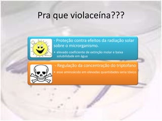 Pra que violaceína???

   - Proteção contra efeitos da radiação solar
   sobre o microrganismo.
   • elevado coeficiente de extinção molar e baixa
     solubilidade em água

    - Regulação da concentração do triptofano
   • esse aminoácido em elevadas quantidades seria tóxico
 